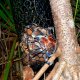 65- Chasse au kaveu 5- Le crabe de cocotier a ete attire par l'appat 